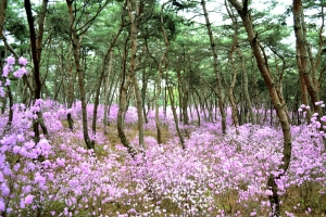 세종대왕릉서 왕의 숲길 봄의 향연