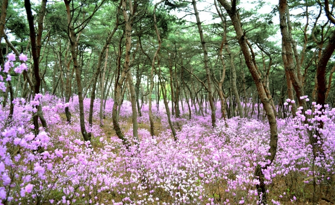 경기 여주시 세종대왕릉  진달래꽃 동산 전경 (세종대왕유적관리소 제공)