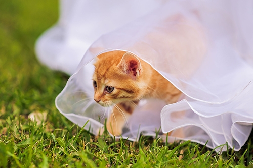 결혼 대신 고양이 권하는 사회