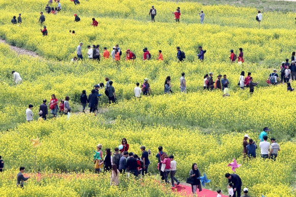 유채꽃 축제 나들이 인파