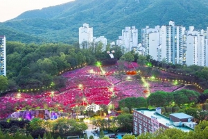 수리산 끝자락 선홍빛 꽃잔치