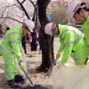 [공직체험] 벚꽃엔딩… ‘꽃길’ 위의 ‘흙길’ 걷다