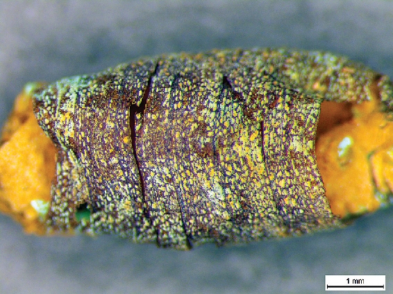 전남 나주 정촌고분에서 출토된 금동신발 내부의 흙에서 발견된 파리 번데기 껍질을 현미경으로 들여다본 모습. 문화재청 국립나주문화재연구소 제공