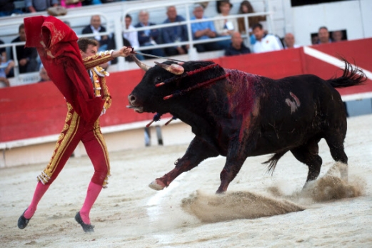 [포토] ‘마지막 일격’… 아슬아슬한 투우 경기