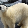 [포토] 이유없이 시름시름 앓다 북극 곰 사망, 왜?