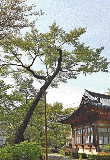 에밀 타케 신부가 대구대교구청에 심은 것으로 추정되는 제주산 왕벚나무.