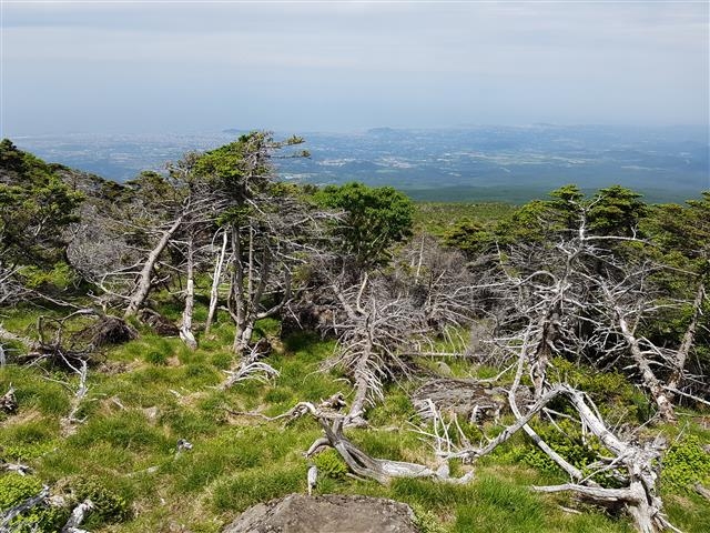 고사목이 급증하고 있는 한라산 구상나무 숲. 제주도 세계유산본부는 구상나무 숲을 살리기 위해 올해 2000그루의 묘목을 식재한다. 제주도 제공