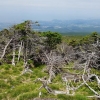 멸종위기 한라산 구상나무 복원 추진
