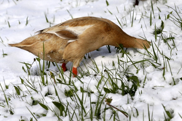 인디안 러너 덕이 19일(현지시간) 독일의 눈에 뒤덮인 목초지 위에서 먹이를 찾고 있다. AP 연합뉴스