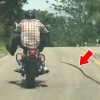 바이커 공격하는 뱀 포착