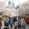 [비즈+] SK ‘벚꽃동산’ 5만6000명 방문