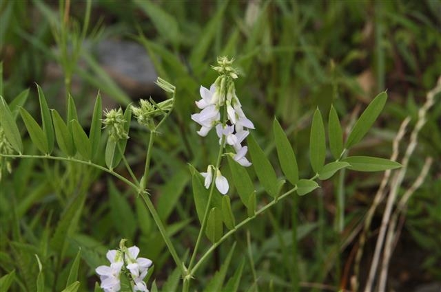 오피키날리스갈레가