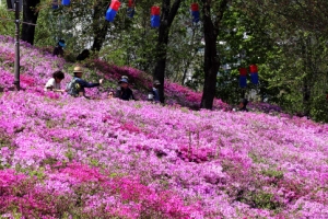 분홍 물결치는 철쭉 세상