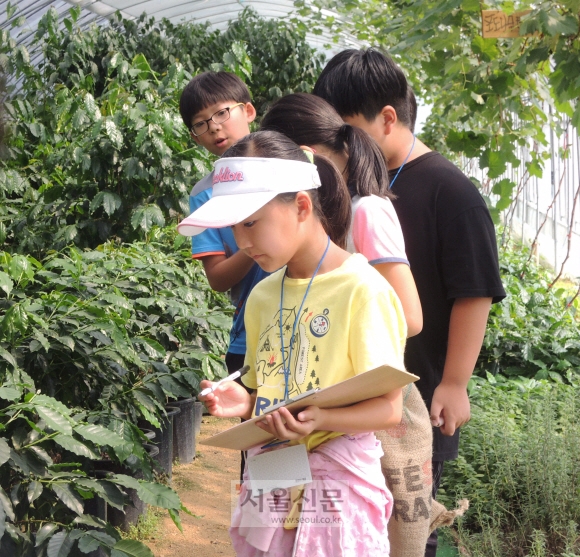 농장을 방문한 어린이들이 커피나무를 살펴보고 있다.
