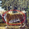 또 다른 호랑이 ‘Hidden tiger’는 어디에?