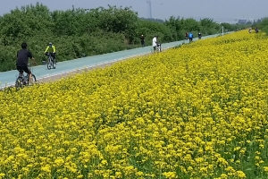 성남 탄천 유채꽃 물결 장관