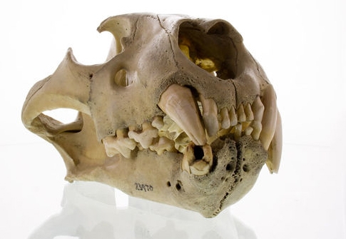 식인 사자 2마리 중 한 마리의 머리뼈 사진.