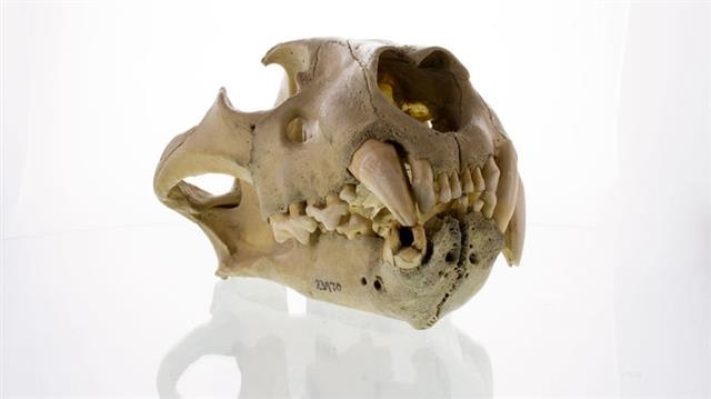 식인 사자 2마리 중 한 마리의 머리뼈. 미국 필드자연사박물관 사이언스 제공