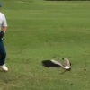 골프공 자기 알로 착각한 새의 이유있는 공격