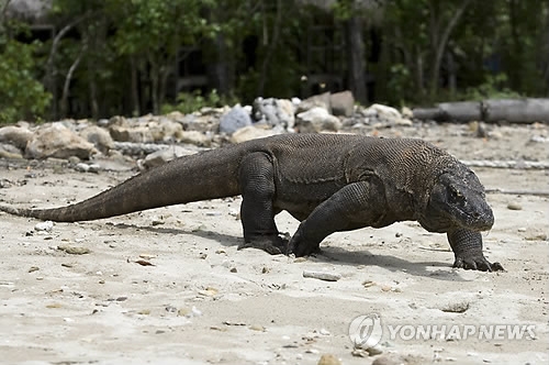 2010년 12월 2일 인도네시아 코모도 섬 해안에서 촬영된 코모도 왕도마뱀의 모습. [EPA=연합뉴스자료사진]
