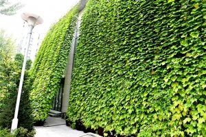 노원구의 명물 ‘녹색커튼’ 13곳에 더 설치한다