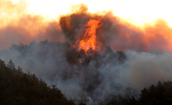 8일 강원 강릉시 성산면 보광리에서 재발한 산불이 거대한 불기둥을 이루며 울창한 산림을 집어삼키고 있다.  연합뉴스