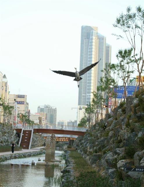 31년만에 복원된 심곡천에 왜가리가 날아들었다.  부천시 제공