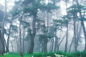 영주 상징목(소수서원 학자수·소백산 철쭉) 육성 사업 활기