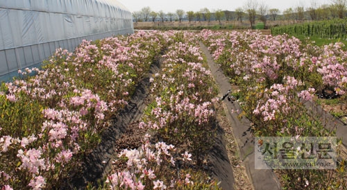인공 증식 중인 소백산 철쭉. 영주시 제공