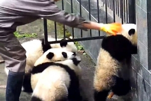 인클로저 탈출 시도하는 귀여운 새끼 판다들