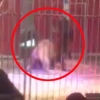 프랑스서 서커스 도중 흥분한 사자 조련사 공격