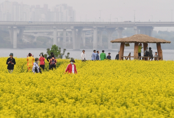 12일 경기 구리시 토평동 한강시민공원 유채꽃 단지에서 시민들이 즐거운 시간을 보내고 있다. 구리시는 오는 14일까지 유채꽃 축제를 개최한다.  박윤슬 기자 seul@seoul.co.kr