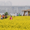 [서울포토] ‘노란 유채꽃 보러 오세요’