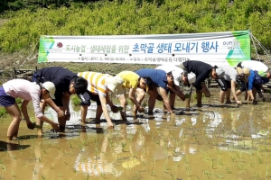 군포 초막골생태공원 다랭이논 전통방식 모내기