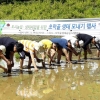 군포 초막골생태공원 다랭이논 전통방식 모내기