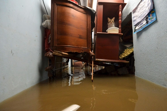 가구 위에 올라가 콜롬비아 홍수를 피한 고양이