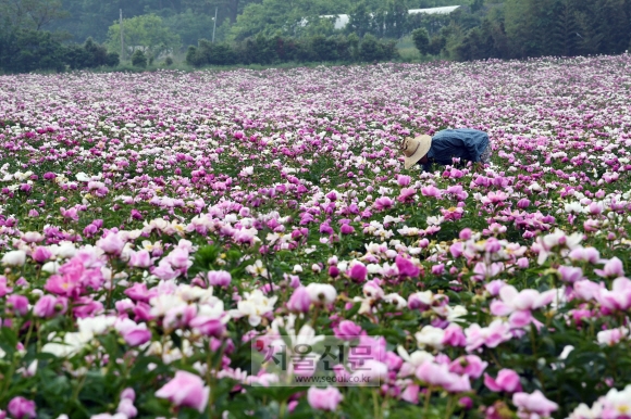 17일 오전 전라남도 장흥군 용산면 상금리에 작약꽃이 만개해 있다. 한약재로 많이 알려진 작약은 꽃이 아름다워 원예용으로도 재배된다. 도준석 기자 pado@seoul.co.kr