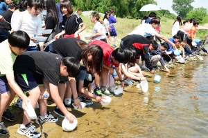 여주시 남한강에 토종 동자개. 대농갱이 22만 마리 방류