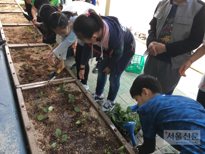 서울 광진구 동의초등학교 학생들이 상자형 텃밭에 채소를 심고 있다. 광진구 제공 