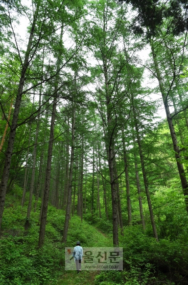 세상에 모습을 드러낸 영동 편백숲. 사람의 발길이 닿지 않은 원시림을 보는 듯하다.