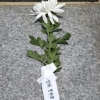 [서울포토] 5.18 민주묘지, 문재인 대통령 이름으로 놓인 하얀 국화