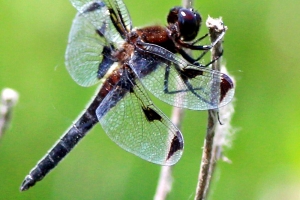 의왕시 왕송호 멸종위기 야생동물 Ⅱ급 ‘대모잠자리’ 관찰