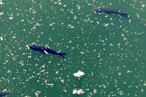 4대강 지금 상태 어떤가보니...