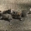 서로 꼬리 얽혀 아등바등하는 새끼 다람쥐들