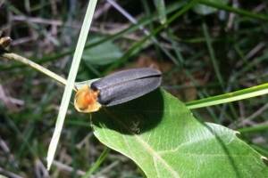 성남  영장산 자락서 반딧불이 체험 하세요