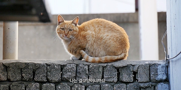 영화 ‘나는 고양이로소이다’ 예고편의 한 장면.