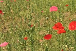 “5월의 정원 금은모래강변공원 꽃 구경 오세요”