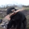 사냥꾼에게 달려드는 거대 야생 곰…공포의 순간