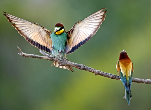 붉은벌잡이새 두 마리가 나뭇가지 위에 앉아 날개를 펼치며 아름다운 자태를 뽐내는 모습이 29일(현지시간) 독일 루트비히스하펜 근교에서 촬영됐다. EPA 연합뉴스