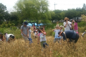 “와 우리 밀이다“ 성남 탄천서 수확 체험 행사